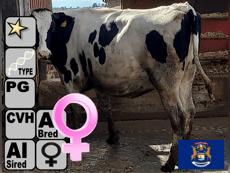 (5) Preg Holstein Heifers | Due 11-22 to 12-6, Avg 249 DCC | AI Bred SEXED Holstein (High Type Serv Sires Avg 2.67 PTAT) | Medium Flesh, Est Weight 1300#-1350# | AI Sired (High Type Avg 2.35 PTAT) | Dams Avg 311d 26957m 1088f 887p 988cfp VG-85 |⭐GOLD STAR Genetic Focus Registered (Type) Herd, #11 BAA Herd in US for herds with 120-249 Cows | Herringbone, Freetalls, Headlocks, Complete Herd Health & Vaccinations | Wieber Dairy Fowler, MI | Load By 11-7-25 (Rep Paul Warner 517-231-8427) | 2102 2123 2125 2130 2141