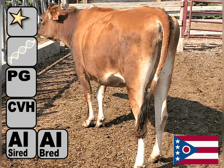(2) Preg Jersey Heifers | Due 11-21 & 11-30, Avg 227 DCC | AI Bred-Service Sires Avg 459 NM$ (Preg Avg 287 pNM$) | Medium Flesh, Est Weight 900#-1000# | Group Avg 116 NM$, 65 JPI | AI Sired, Avg 177 NM$ |⭐GOLD STAR Genetic Focus Herd, #31 JPI Herd in U.S. (AJCA 8/25) | FreeStalls, Headlock Trained, Complete Herd Health & Vaccinations, Registered | Ohio State University Wooster, OH | Load by 10-10-25 (Rep Paul Warner 517-231-8427) | 250 259