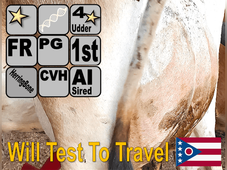 (3) Jersey 1st Lact Heifers (2 Fresh/Serv, 1 Preg) | 2x Group Avg 104 DIM 47#m 4.8f 3.7P SCC-49K, 1 Lact, 4 ⭐Udders | AI Sired, Avg 178NM$ |⭐GOLD STAR Genetic Focus Herd, #31 JPI Herd in U.S. (AJCA 8/25) | Herringbone, FreeStalls, Headlock Trained, Complete Herd Health & Vaccinations, Registered | Ohio State University Wooster, OH | Load by 10-10-25 (Rep Paul Warner 517-231-8427) |WILL TEST TO TRAVEL 240 252 255