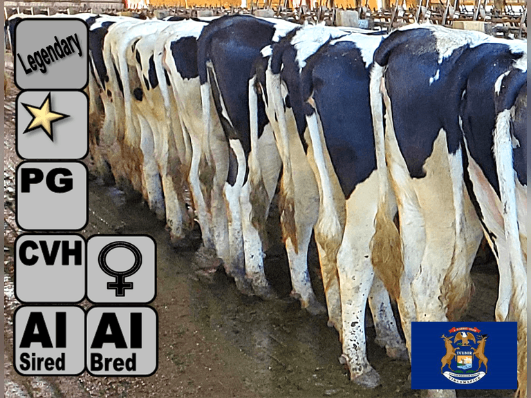 (17) Preg Holstein Heifers | Due 11-1 to 12-3, Avg 241 DCC | AI Bred SEXED Holstein (Serv Sires Avg 640 NM$), Preg Avg 475 pNM$ | Medium+ Flesh, Est Weight 1350#-1450#, Group Avg 311 pNM$* | AI Sired -Sires Avg 535 NM$ | Dams 305me Avg 34881m 1380f 1076p 2457cfp | Legendary ⭐GOLD STAR Herd - RHA 33736 3.9 1316 3.0 1027 @ Dispersal | Headlock Trained, Sand Stalls, Complete Herd Health & Vaccinations | Lots 10-1 & 10-2 are split by tag number and  hooked together for bidding, therefore both will remain open until bidding is complete on both lots, buy them both and we will get a BIG truck | Nobis Dairy Farm St. Johns, MI | Load By 10-10-25 (Rep Paul Warner 517-231-8427) | SCION Heifer Calf Contract available for the current pregnancies, Call Chad Kreeger 517-294-3484 For Details | 2996 3041 3085 3106 3169 3170 3188 3199 3213 3217 3219 3220 3223 3224 3235 3236 3237