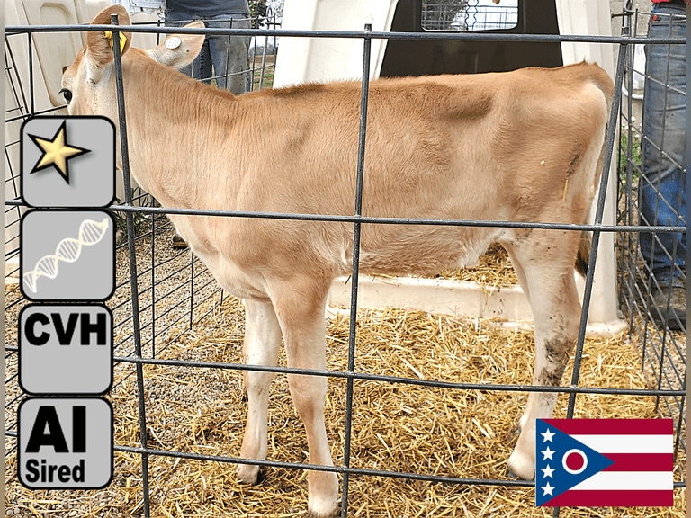 (1) Jersey Heifer Calf | Born 8-9-25 | 367 pNM$, 121 pJPI | AI Sired, Avg 455 NM$, Dam VG-83% 1st Lact  |⭐GOLD STAR Genetic Focus Herd, #31 JPI Herd in U.S. (AJCA 8/25) | Complete Herd Health & Vaccinations, Registered | Ohio State University Wooster, OH | Load by 10-10-25 (Rep Paul Warner 517-231-8427) | 354