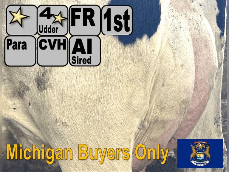 (10) Fresh 1st Lact Holstein Heifers | Fresh 7-7 to 8-27 | 3X Group Avg 58 DIM, 77#, 4 ⭐ Udder |  AI Sired |⭐GOLD STAR Herd, Parallel Parlor, Sand Stalls, Complete Vaccinations & Herd Health | Lots 2-1 & 2-2 were split by the pen, but both groups are the same good fresh heifers with extras to sort!! | Palms Boys/GTL Vogel Palms, MI  | Sort @ Loading by 10-10-25 (Rep Chad Kreeger 517-294-3484) | MICHIGAN BUYERS ONLY Pen 1 & 3 16700 16737 16848 16894 16916 16920 16921 16927 16961 16990 16993 17004 17008 17051 17058 17093