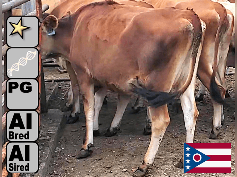 (10) Preg Jersey Heifers | Due 10-7 to 12-22, Avg 223 DCC | 3 Bred Sexed, 6 Bred HB-Maid Family (Preg Avg 205NM$) | Medium Flesh, Est Weight 900#-1000# | Group Avg 86 pNM$, 60 pJPI | AI Sired-Sires Avg 214 NM$, *Dams 305me Avg 21688m 1026f 796p, 1822cfp, VG-83% | ⭐GOLD STAR Genetic Focus Herd - RHA 17777 4.9 879 3.7 663 SCC-65K | Headlocks, Complete Herd Health & Vaccinations, Registered-Click for Pedigrees | J Hodge Norwalk, OH | Load by 10-10-25 (Rep Paul Warner 517-231-8427) | 899 912 913 914 921 923 925 935 938 944