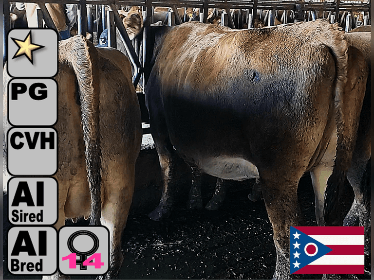 (15) Preg Jersey Heifers | Due 12-3 to 12-20, Avg 236 DCC | AI Bred-Jersey (14 Bred Sexed, 1 Conv, 2 HB), Preg Avg 273 pNM$ | Medium+ Flesh, Est Weight 1000#-1050# | Group Avg 87 pJPI, 171 pNM$, 183 pCM$ | AI Sired- Sires Avg 312 NM$, Dams 305me Avg 19632# |⭐GOLD STAR Herd-RHA 21199 5.3 3.8 SCC-171K, Current Tank Avg 69#, 15 100#+, 1st Lact Avg 65# - Top 92# | Matress Stalls, Headlocks, Ally Scrapers, Registered, Complete Herd Health & Vaccinations | Ringbyre Jersey Farm Pier Pont, OH | Load by 11-7-25 (Rep Paul Warner 517-231-8427) | 3201 3267 3274 3276 3299 3306 3313 3320 3324 3328 3329 3330 3335 3340 3360