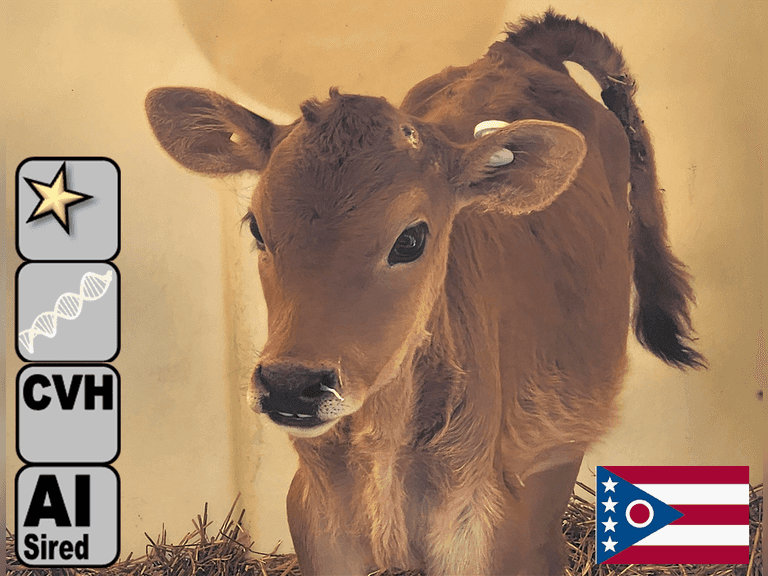 (10) Jersey Heifer Calves-GENETIC MERIT GROUP | Group Avg 311 pNM$ (+170 *Breed Avg), 120 JPI (+48 Breed Avg), 322 pCM$ (+163 Breed Avg) | Born 9-1-25 to 10-4-25 | AI Sired (Sires Avg 423 NM$), Dams Current Avg 78#m, Up to 100#m, 5 1st Lact, 5 2nd+ 305me Avg 25148m 1304f 933p 2237cfp | ⭐GOLD STAR Genetic Focus Herd, RHA 22022m 5.1%f 1121f 3.7%p 811p #18 Herd In US (JPI AJCA 8/25) | Registered, Complete Vaccinations & Herd Health | Albright Jerseys Willard, OH | Sort @ Loading by 11-7-25 (Rep Chad Kreeger 517-294-3484) | (OFI) 6467 6473 6474 6475 6479 6482 6487 6492 6503 6504