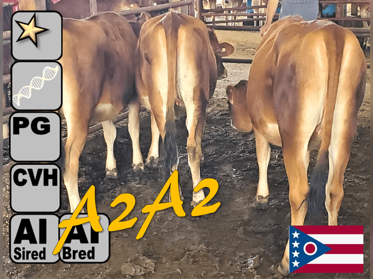 (4) Preg A2A2 Jersey Heifers | Due 1-22-26 to 4-25-26, Avg 106 DCC | AI Bred (3 Bred SEXED)-Service Sires Avg 413 NM$ (Preg Avg 332 pNM$) | Medium Flesh | Group Avg 251 NM$, 94 JPI | AI Sired, Avg 671 NM$, *Dams 305 Act Avg 17730m 1171f 664p, VG-82% |⭐GOLD STAR Genetic Focus Herd, #31 JPI Herd in U.S. (AJCA 8/25) |  FreeStalls, Headlock Trained, Complete Herd Health & Vaccinations, Registered | Ohio State University Wooster, OH | Load by 10-10-25 (Rep Paul Warner 517-231-8427) | 286 287 298 303