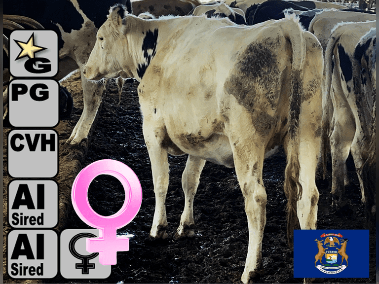 (7) Preg Holstein Heifers | Due 1-18 to 1-27, Avg 204 DCC | AI Bred-SEXED (Serv Sires Avg 549 NM$) | Medium Flesh, Est Weight 1350#-1400# | ALL AI Sired | *Dams 305me Avg 27466m 1207f 841p 2048cfp | Headlock Trained, Sand Stalls, Complete Herd Health & Vaccinations, Homegrown |⭐GOLD STAR Grower, RHA 24853 4.4 1100 3.2 784, Recently sold the cows | 1 Stubs & 1 Short Ear |Clona Farm Williamston, MI | Load By 11-7-25 (Rep Clay Papoi 517-526-1917) | 3286 3297 3308 3318 3324 3333 NT