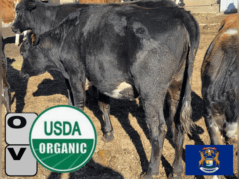 (12) ORGANIC Open Xbred Heifers | Born 4-29-24 to 12-23-24 | Medium Flesh Est Weight 650#-700# | 7 AI Sire ID | Holstein, Lineback, Jersey, Milking Shorthron X | Vaccinated w/ Triangle 10 | Woodward Farms Vassar, MI | Load by 11-7-25 (Rep Dave Bennett 989-286-7244) |