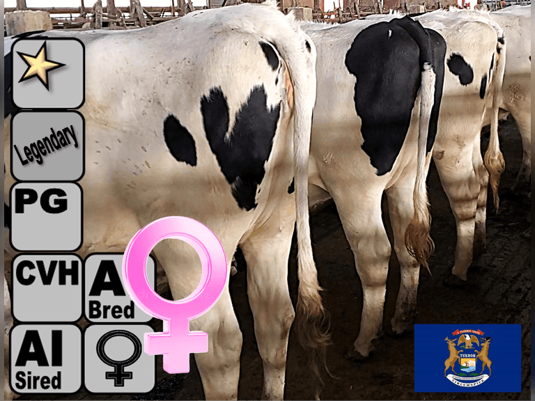 (18) Preg Holstein Heifers | Due 12-10 to 1-7, Avg 223 DCC | AI Bred SEXED Holstein (Serv Sires Avg 525 NM$), Preg Avg 327 pNM$ | Medium+ Flesh, Est Weight 1400#-1450#, Group Avg 127 pNM$* | AI Sired -Sires Avg 868 NM$ | Dams 305me Avg 33603m 1356f 1003p 2238cfp | Legendary ⭐GOLD STAR Herd - RHA 33736 3.9 1316 3.0 1027 @ Dispersal | Headlock Trained, Sand Stalls, Complete Herd Health & Vaccinations | Lots 10A, 10B, 10C are hooked together for bidding, therefore both will remain open until bidding is complete on all 3 lots | Nobis Dairy Farm St. Johns, MI | Load By 11-7-25 (Rep Paul Warner 517-231-8427) | SCION Heifer Calf Contract available for the current pregnancies, Call Chad Kreeger 517-294-3484 For Details | 3101 3109 3180 3194 3198 3214 3234 3243 3255 3256 3259 3264 3271 3292 3293 3294 3297 3300
