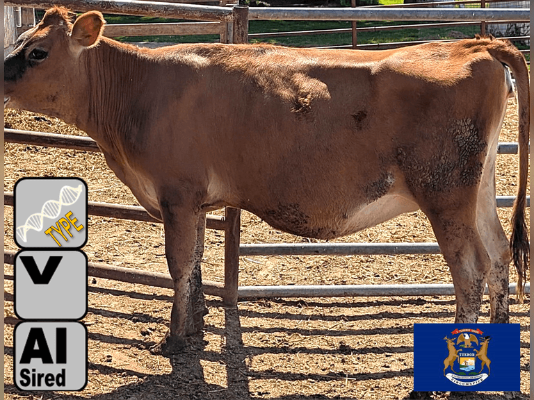 (3) Open Jersey Heifers | Born 6-15-24 to 9-13-24 | Medium Flesh | Group Avg -134 pNM$, -1 pJPI | AI Sired-Sires Avg -54 NM$, *Dams 305 Robotic Avg 22555, VG-87% | Genetic Focus Herd, Vaccinated, Registered | Thistle Dew Jerseys Vassar, MI | Load by 10-10-25 (Rep Dave Bennett 989-286-7244) | 513 517 521