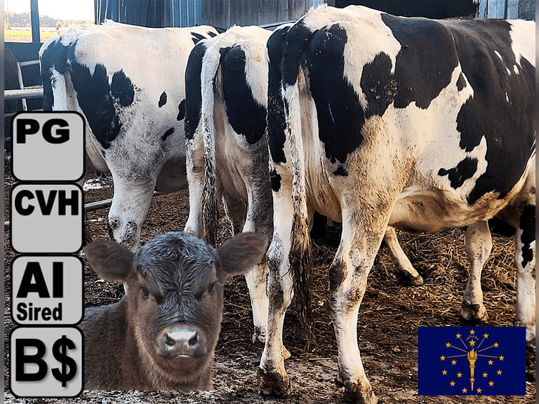 (5) Preg Holstein Heifers | Preg 8+ Months to HB ANGU$ | Medium+ Flesh, Est Weight 1550#-1650# | AI Sired (Sires Avg 604 NM$) | Complete Vaccinations & Herd Health, Freestalls, Headlocks | Dave Kulp New Paris, IN | Load by 11-7-25 (Rep Brian Landis 574-536-5026) | 8459 8482 8483 8489 8494
