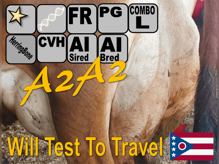 (4) A2A2 Jersey Cow Package (1 Dry, 2 Preg, 1 Fresh) | 2x Group Avg 159 DIM 61#m 6.4f 4.2P SCC-38K, 2.75 Lact, VG-86% 305me 21514m 1302f 797p | 3 AI Bred-Service Sires Avg 404 NM$ | AI Sired, Avg 285 NM$ |⭐GOLD STAR Genetic Focus Herd, #31 JPI Herd in U.S. (AJCA 8/25) | FreeStalls, Headlock Trained, Complete Herd Health & Vaccinations, Registered | Ohio State University Wooster, OH | Load by 10-10-25 (Rep Paul Warner 517-231-8427) | WILL TEST TO TRAVEL 8 63 93 986