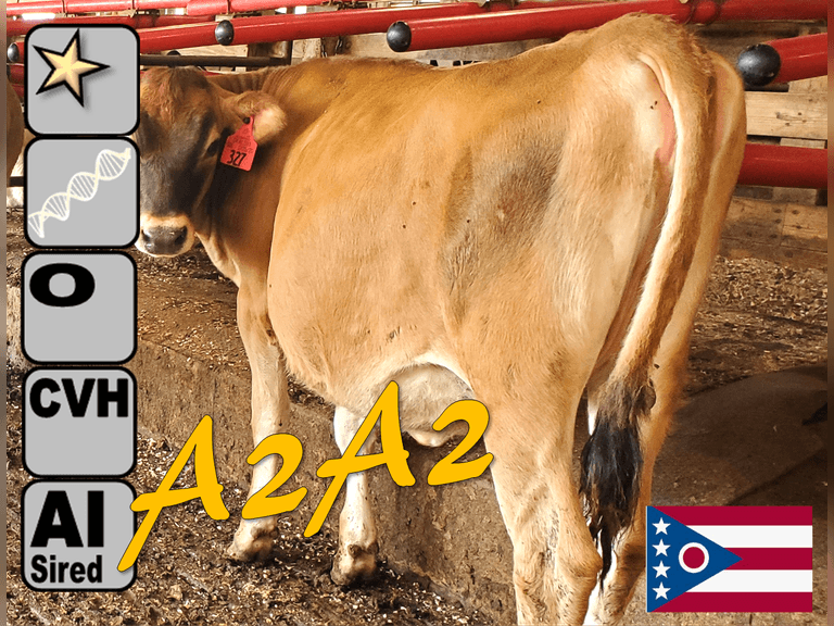 (3) Open A2A2 Jersey Heifers | Born 8-10-24 to 2-25-25, (1) Serviced -SEXED | Medium Flesh | Group Avg 175 NM$, 84 JPI | AI Sired, Avg 551 NM$, *Dams 305 Act Avg 16050m 1052f 619p 1671cfp, VG-85%  |⭐GOLD STAR Genetic Focus Herd, #31 JPI Herd in U.S. (AJCA 8/25) | Complete Herd Health & Vaccinations, Registered | Ohio State University Wooster, OH | Load by 10-10-25 (Rep Paul Warner 517-231-8427) | 302 317 327