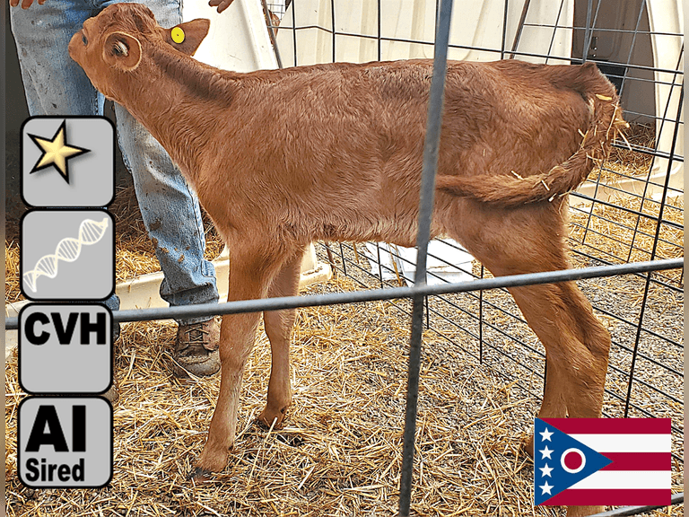 (1) Jersey Heifer Calf | Born 9-12-25 | 340 pNM$, 125 pJPI | AI Sired, Avg 459 NM$, Dam VG-85% 305act 14390m 1086f 623p |⭐GOLD STAR Genetic Focus Herd, #31 JPI Herd in U.S. (AJCA 8/25) | Complete Herd Health & Vaccinations, Registered | Ohio State University Wooster, OH | Load by 10-10-25 (Rep Paul Warner 517-231-8427) | 360