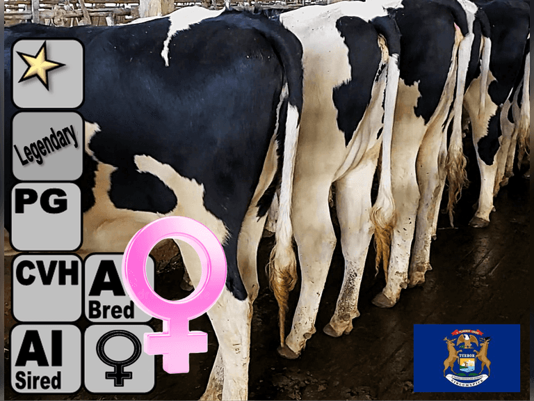(18) Preg Holstein Heifers | Due 12-16 to 1-7, Avg 235 DCC | AI Bred SEXED Holstein (Serv Sires Avg 645 NM$), Preg Avg 445 pNM$ | Medium+ Flesh, Est Weight 1400#-1450#, Group Avg 248 pNM$* | AI Sired -Sires Avg 721 NM$ | Dams 305me Avg 33859m 1252f 1010p 2262cfp | Legendary ⭐GOLD STAR Herd - RHA 33736 3.9 1316 3.0 1027 @ Dispersal | Headlock Trained, Sand Stalls, Complete Herd Health & Vaccinations | Lots 10A, 10B, 10C are hooked together for bidding, therefore all 3 will remain open until bidding is complete on all 3 lots | Nobis Dairy Farm St. Johns, MI | Load By 11-7-25 (Rep Paul Warner 517-231-8427) | SCION Heifer Calf Contract available for the current pregnancies, Call Chad Kreeger 517-294-3484 For Details | 3301 3302 3306 3307 3310 3311 3313 3314 3315 3317 3318 3320 3325 3334 3337 3340 3341 31790
