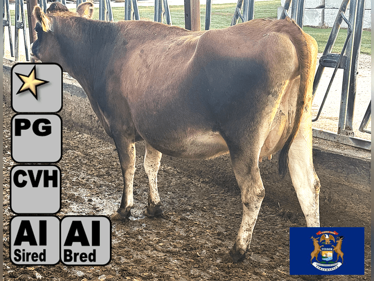 (7) Preg Jersey Heifers | Due 10-25 to 12-3, Avg 239 DCC | 4 Bred SEXED- Serv Sires Avg  444NM$, 1 Bred Holstein 898NM$, 2 Bred Simangus), AI Sired-Sires Avg 222 NM$ | Medium Flesh, Est Weight 900#-1000# |⭐GOLD STAR Herd, Sand Stalls, Headlocks, TMR Complete Herd Health & Vaccinations | Deluur Dairy Marlette, MI | Load by 10-10-25 (Rep Chad Kreeger 517-294-3484) | 461 596 673 791 799 866 958