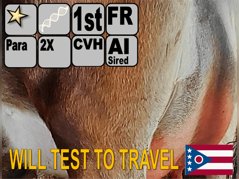 (11) Fresh 1st Lact Jersey Heifers | Fresh 8-6 to 9-25 | 2X Group Avg 48 DIM *50#+m, 4⭐Star Udders | AI Sired-HIGH TYPE | *Dams 305me Avg 24048m 1255f 850p 2105cfp | ⭐GOLD STAR Genetic Focus (Type) Herd, #6 in US for Milk, RHA 21321 5.1 1086 3.6 770 | Parrallel Parlor, Mattress Freestalls, Headlocks, Complete Herd Health & Vaccinations | All PURE, No JX Brackets | Cold Run Jerseys Salem, OH | Load by 11-7-25 (Rep Paul Warner 517-231-8427) | WILL TEST TO TRAVEL 2309 2329 2331 2332 2333 2336 2338 2339 2342 2344 2347