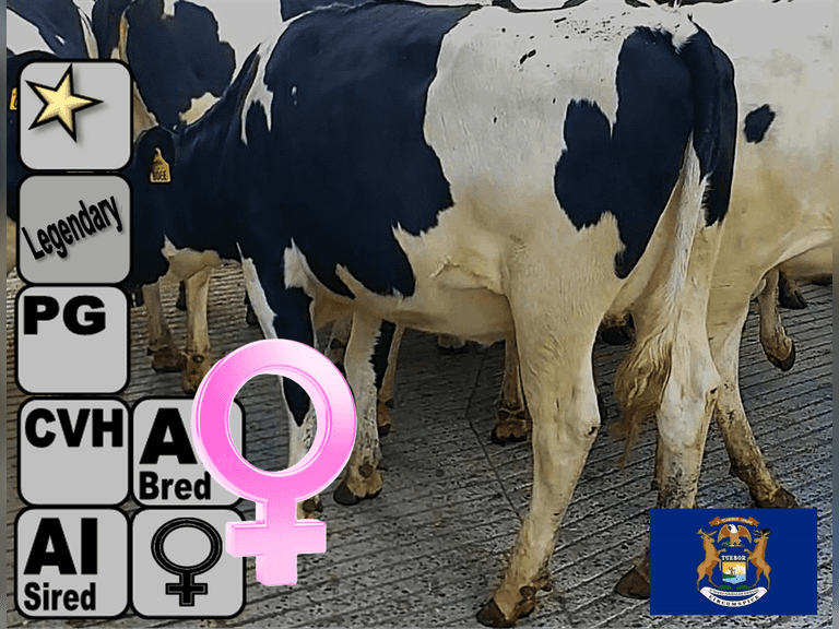 (15) Preg Holstein Heifers | Due 12-9 to 1-5, Avg 237 DCC | AI Bred SEXED Holstein (Serv Sires Avg 655 NM$), Preg Avg 426 pNM$ | Medium+ Flesh, Est Weight 1300#-1350#, Group Avg 197 pNM$* | AI Sired -Sires Avg 740 NM$ | Dams 305me Avg 30659m 1250f 936p 2186cfp | Legendary ⭐GOLD STAR Herd - RHA 33736 3.9 1316 3.0 1027 @ Dispersal | Headlock Trained, Sand Stalls, Complete Herd Health & Vaccinations | Lots 10A, 10B, 10C are hooked together for bidding, therefore all 3 will remain open until bidding is complete on all 3 lots | Nobis Dairy Farm St. Johns, MI | Load By 11-7-25 (Rep Paul Warner 517-231-8427) | SCION Heifer Calf Contract available for the current pregnancies, Call Chad Kreeger 517-294-3484 For Details | 3249 3262 3267 3281 3285 3287 3288 3290 3303 3305 3308 3309 3329 3330 3344