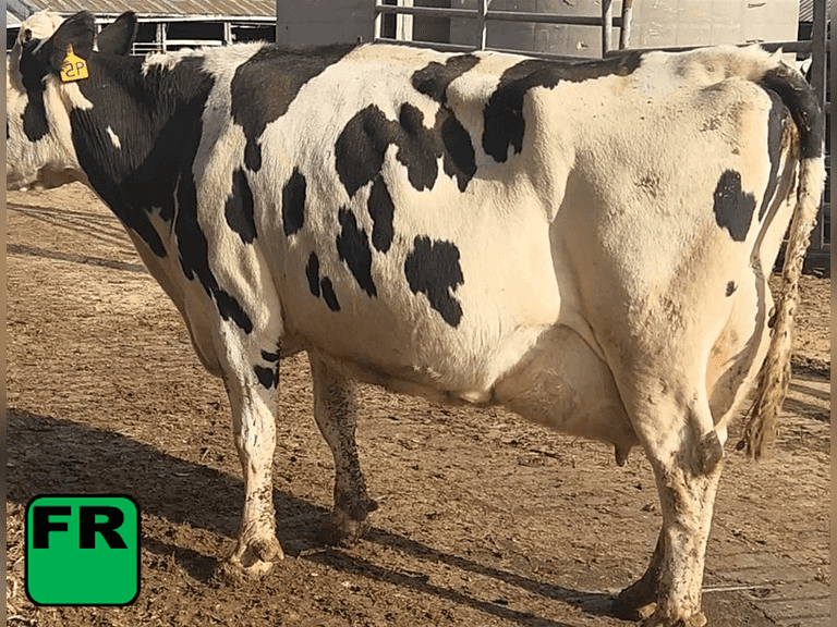 Fresh 9-9-25   MKG 85.8#  ECM 93#  4.2%f   2.9 %p   38(k)scc  Lact 4       Sire: HB  MGS:  7HO10804 BrthDate: 11-23-19   | 3 3 3 3 3 14 |