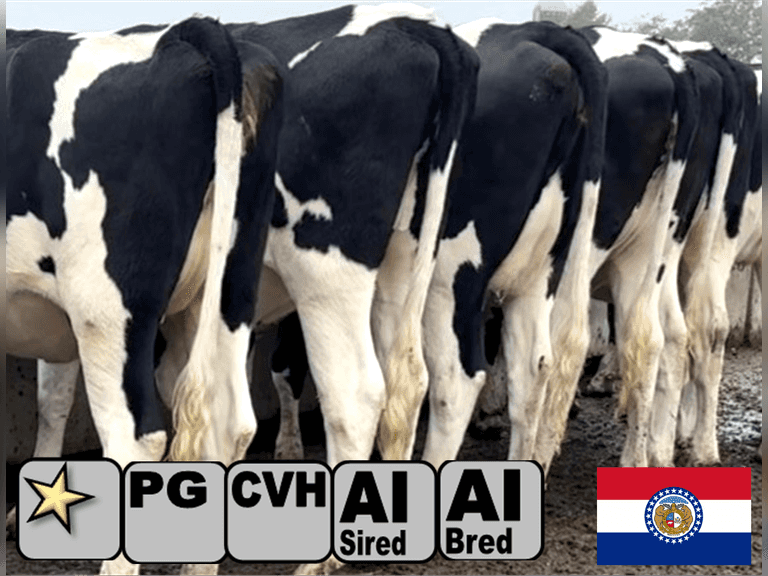 (12) Preg Holstein Heifers | Due 1-17 to 3-9, Avg 205 DCC | AI Bred Holstein (Serv Sires Avg 506 NM$) | Medium Flesh, Est Weight 1250#-1300# | Group Avg 24 pNM$, 22 pCM$ | AI Sired (Sires Avg 240 NM$) | Dams 305me Avg 30259m 1446f 956p 2402cfp | ⭐GOLD STAR Herd, Avg 86# 4.4%f 3.3%p, RHA 26258 1320 870 | Headlocks, Complete Herd Health & Vaccinations, Reg, DHIA Since 1966 | Top Quality from the very east side of Missiouri! | Schoen Farms Oak Ridge, MO | Load by 12-5-25 (Rep Joe Sparrow 270-670-4178) | 3730 3733 3745 3750 3752 3753 3756 3762 3763 3764 3769 3775