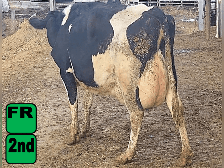 Fresh 11-5-25     Lact 2       Sire: 250JE1834     BrthDate: 7-3-22   | 3 3 3 2 2 11 |