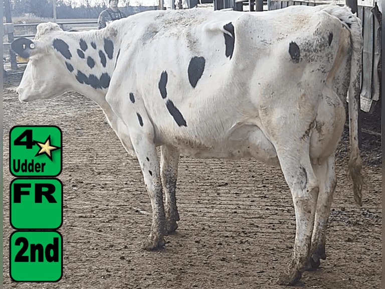 Fresh 9-15-25   MKG 64.4#  ECM 69#  4%f   3.1 %p   132(k)scc  Lact 2       Sire: HB     BrthDate: 4-4-22   | 4 3 3 3 2 12 | 4⭐Udder