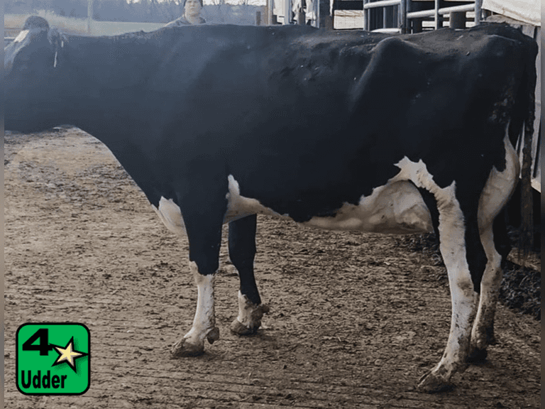 Fresh 7-17-25   MKG 66.3#  ECM 86#  4.9%f   4.3 %p   22(k)scc  Lact 4             BrthDate: 9-13-19   | 4 4 4 3 3 15 | 4⭐Udder