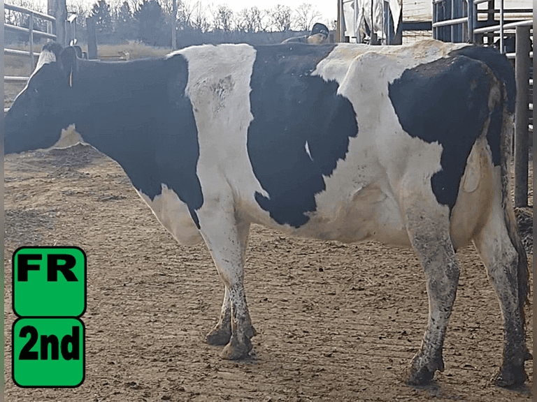 Fresh 10-23-25               Lact 3       Sire: 7HO11059     BrthDate: 8-17-20   | 3 3 3 3 3 13 |