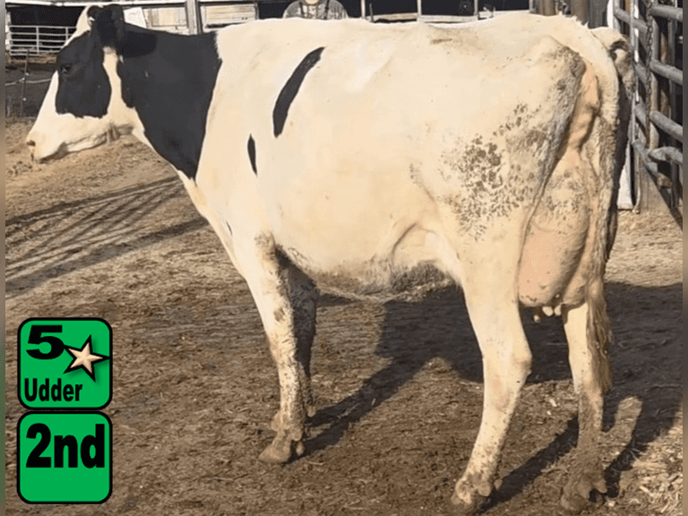 Fresh 8-15-25   MKG 80#  ECM 91#  4.4%f   3.2 %p   132(k)scc  Lact 2             BrthDate: 3-1-22   | 5 4 4 3 3 13 | 5⭐Udder