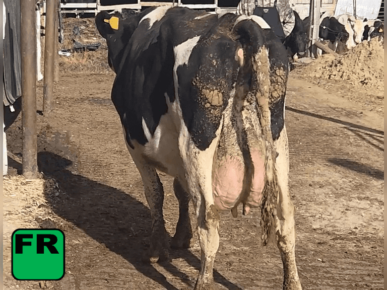 Fresh 10-9-25                (k)scc  Lact 4       Sire: 7HO11796     BrthDate: 11-2-19   | 3 3 3 2 2 12 |