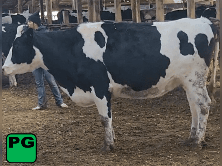 Preg Heifer                 (k)scc  Lact    Due 5-31 HB-Beef  Sire: HB     BrthDate: 8-16-22   |    3 3 12 |