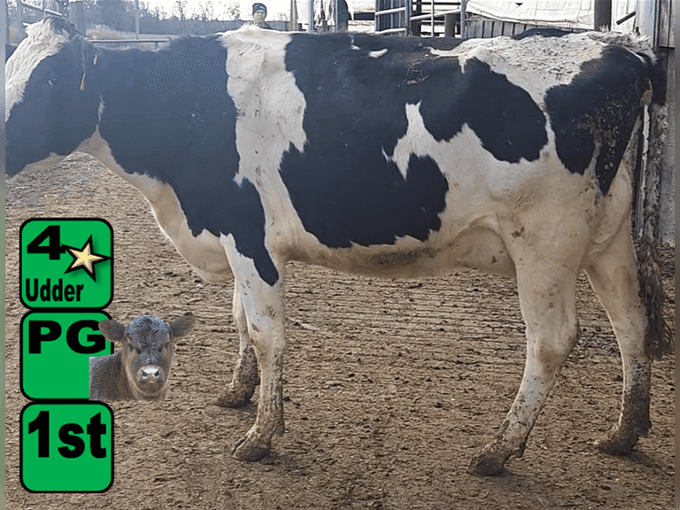 Fresh 1-27-25   MKG 46.8#  ECM 53#  4.1%f   3.5 %p   41(k)scc  Lact 1   Due 3-17 714SM131        BrthDate: 11-1-22   | 4 3 3 3 3 12 | 4⭐Udder