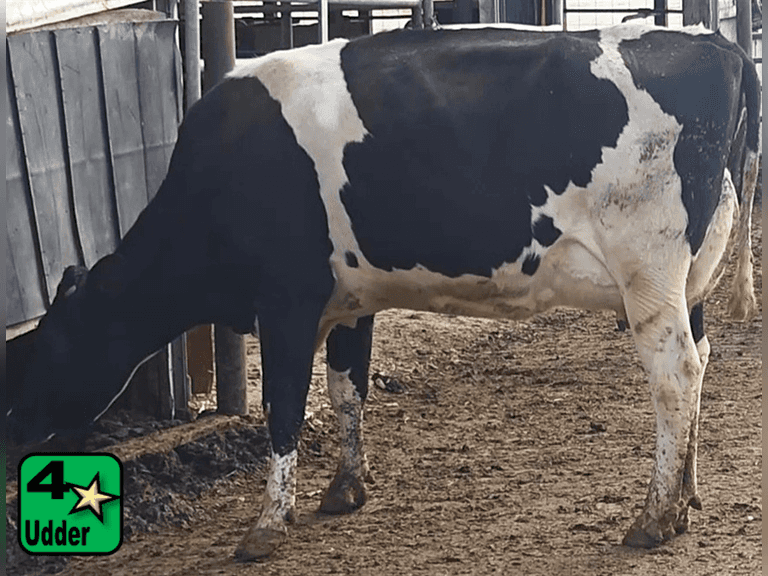 Fresh 6-19-25   MKG 62.4#  ECM 65#  3.6%f   3.4 %p   13(k)scc  Lact 2       Sire: 7HO12864     BrthDate: 12-11-21   | 4 3 3 3 3 13 | 4⭐Udder
