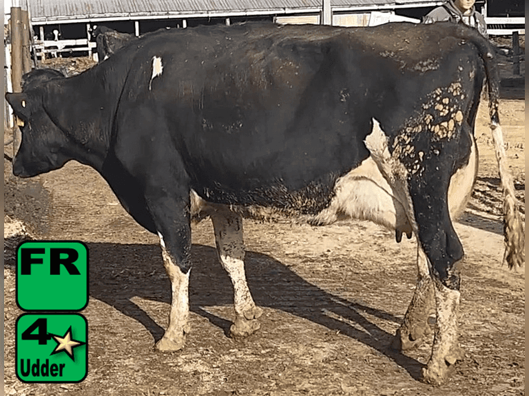 Fresh 9-22-25   MKG 74.1#  ECM 84#  4.7%f   2.7 %p   87(k)scc  Lact 3       Sire: 7HO13983     BrthDate: 7-15-20   | 4 3 3 3 3 13 | 4⭐Udder, RDH
