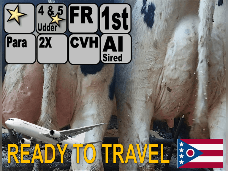 (10) Fresh 1st Lact Holstein Heifers | Fresh 9-24 to 10-7 | 2X Group Avg 47 DIM 80#m 4.3%f 3.0%p 0.2scc(L), 4 & 5⭐Udders | AI Sired (Sires Avg 412 NM$) | ⭐GOLD STAR Herd - Tank Avg 80#m 4.4%f 3.4%p | Parallel Parlor, Freestalls, Complete Herd Health & Vaccinations | T & S Dairy Greenville, OH | Load by 12-5-25 (Rep Brian Landis 574-536-5026) | TESTED & READY TO TRAVEL 937 1012 1018 1023 2350 2374 2390 2393 2396 2424