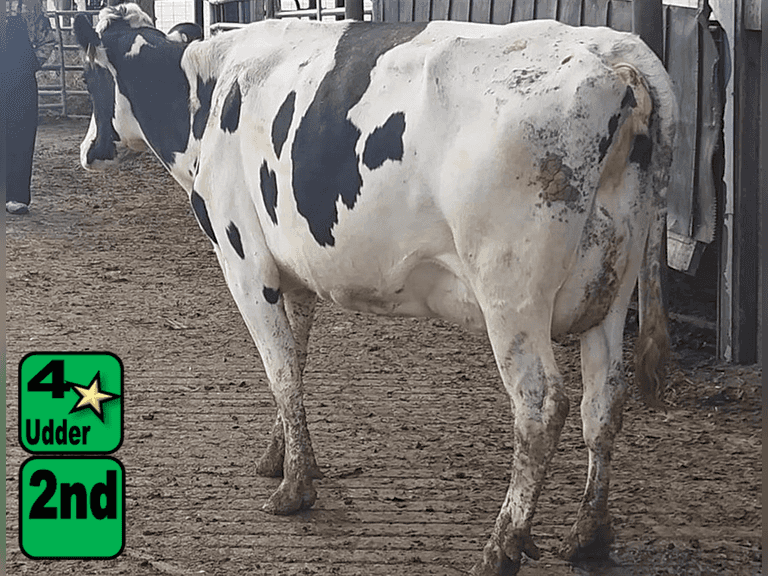 Fresh 8-28-25   MKG 60.5#  ECM 71#  4.5%f   3.5 %p   283(k)scc  Lact 2             BrthDate: 1-25-22   | 4 3 3 2 3 11 | 4⭐Udder