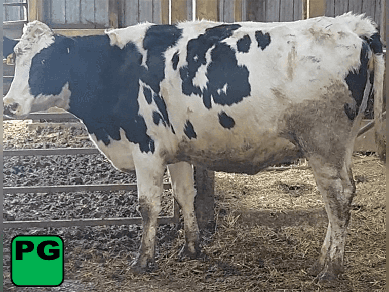 Preg Heifer                 (k)scc  Lact    Due 1-21 MRCLEAN  Sire: HB     BrthDate: 2-4-23   |    3 3 12 | Springer