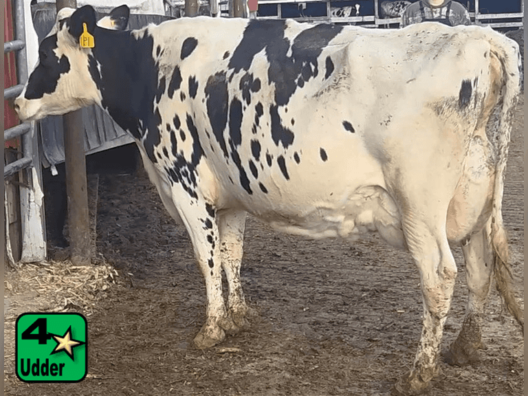 Fresh 5-4-25   MKG 48.8#  ECM 57#  4.5%f   3.5 %p   23(k)scc  Lact 3       Sire: 1HO12952     BrthDate: 3-27-20   | 4 3 3 3 3 13 | 4⭐Udder, SL-RT