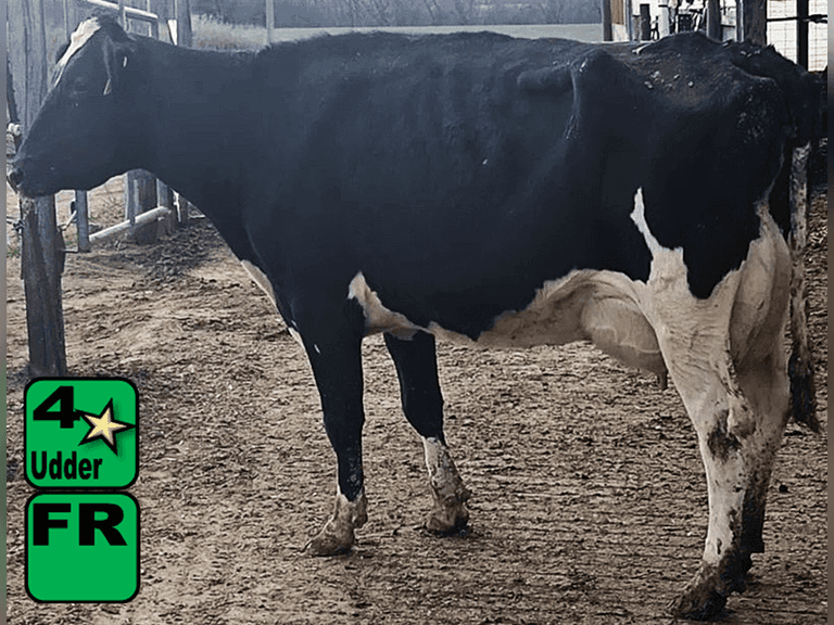 Fresh 9-14-25   MKG 81.9#  ECM 88#  3.9%f   3.2 %p   14(k)scc  Lact 3       Sire: 7HO14369  MGS:  7HO9346 BrthDate: 4-13-21   | 4 3 3 3 2 13 | 4⭐Udder