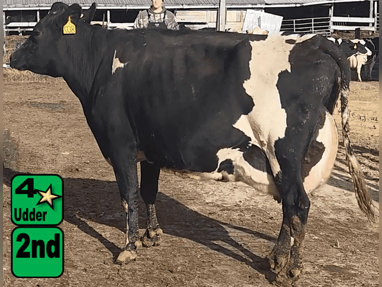 Fresh 7-31-25   MKG 83.9#  ECM 105#  5.2%f   3.2 %p   38(k)scc  Lact 2       Sire: 7JE1490     BrthDate: 8-22-21   | 4 3 3 1 3 10 | 4⭐Udder, SL-RT, Jerx