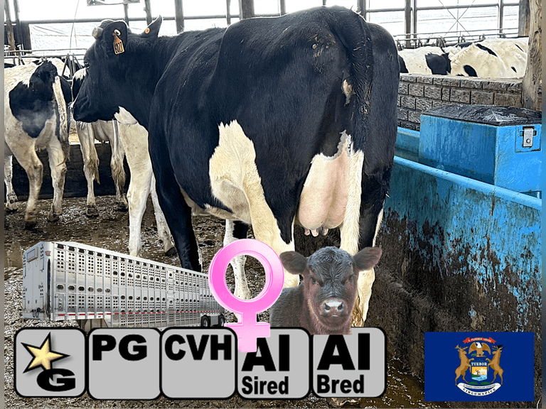 (38) Preg Holstein Heifers | Due 12-21 to 2-5, Avg 222 DCC | AI Bred - 80% $EXED Holstein (Serv Sires Avg 717 NM$), 20% Simangu$ | Medium+ Flesh, Est Weight 1300#-1400#, Young Heifers | AI Sired-Some ID | ⭐GOLD STAR Grower, Headlock Trained, Sand Stalls, Complete Herd Health & Vaccinations | PROVEN PERFORMERS, Only the best sell (45 in group to sort) | Some Horn Stubs | Packard Farms Clare, MI | Sort @ Loading by 12-5-25 (Rep Clay Papoi 517-526-1917) | SCION Heifer Calf Contract available for the current pregnancies, Call Chad Kreeger 517-294-3484 For Details | 1878 1955 1970 1995 2053 2060 2100 2140 2154 2181 2197 2204 2207 5908 5915 5931 5957 5970 5988 5992 5994 5996 6001 6015 6018 6023 6026 6027 6046 6050 6053 6065 6068 6079 6090 6094 6098 6100 6103 6111 6114 6116 6126 6133