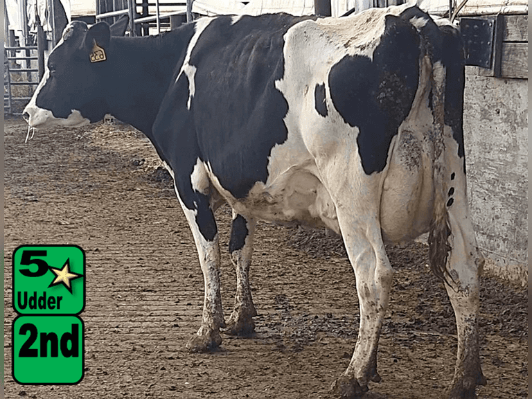 Fresh 7-26-25   MKG 81.9#  ECM 83#  3.7%f   2.9 %p   33(k)scc  Lact 2       Sire: 7HO14138     BrthDate: 9-5-21   | 5 4 4 3 2 13 | 5⭐Udder, Stubs