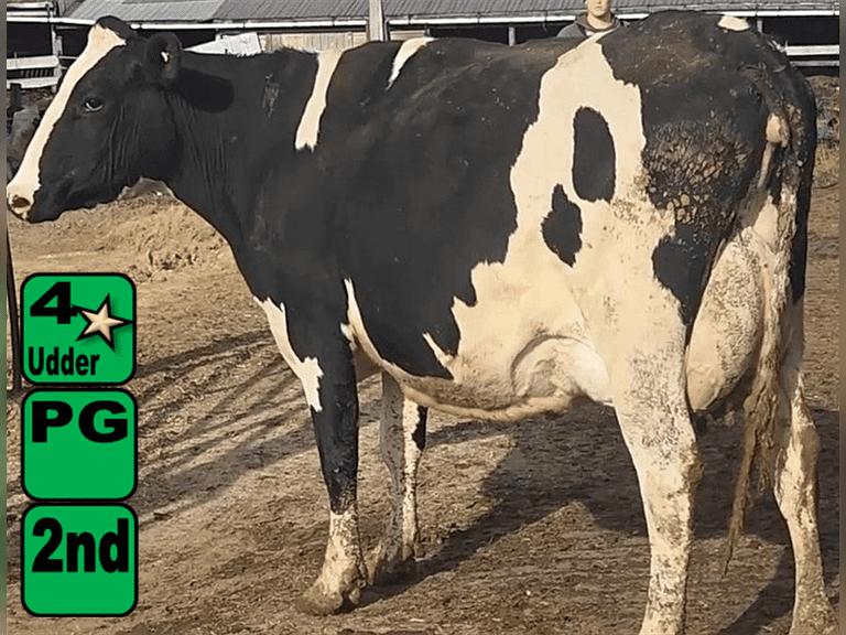 Fresh 7-9-25   MKG 80#  ECM 91#  4.2%f   3.5 %p   13(k)scc  Lact 2   Due 6-25 HO714229        BrthDate: 1-25-22   | 4 3 4 3 3 14 | 4⭐Udder, SL-RT