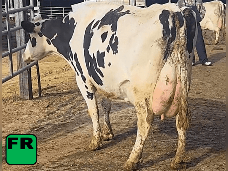 Fresh 9-15-25   MKG 78#  ECM 83#  4%f   3 %p   303(k)scc  Lact 4             BrthDate: 3-15-23   | 3 3 3 3 3 14 |