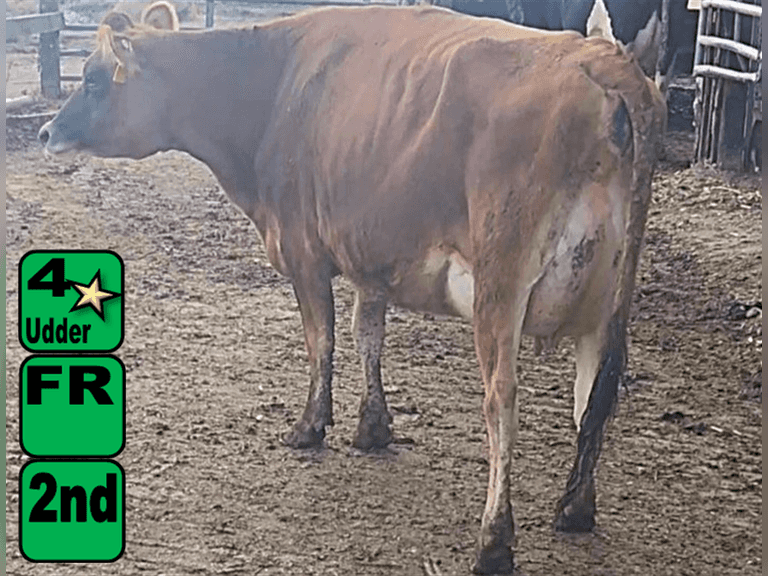 Fresh 10-27-25   Lact 2       Sire: 250JE1834     BrthDate: 6-27-22   | 4 4 4 1 3 10 | 4⭐Udder, Jersey