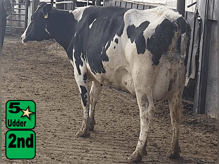 Fresh 8-20-25   MKG 72.2#  ECM 76#  3.9%f   3 %p   87(k)scc  Lact 2             BrthDate: 3-20-23   | 4 3 3 3 2 12 | 4⭐Udder