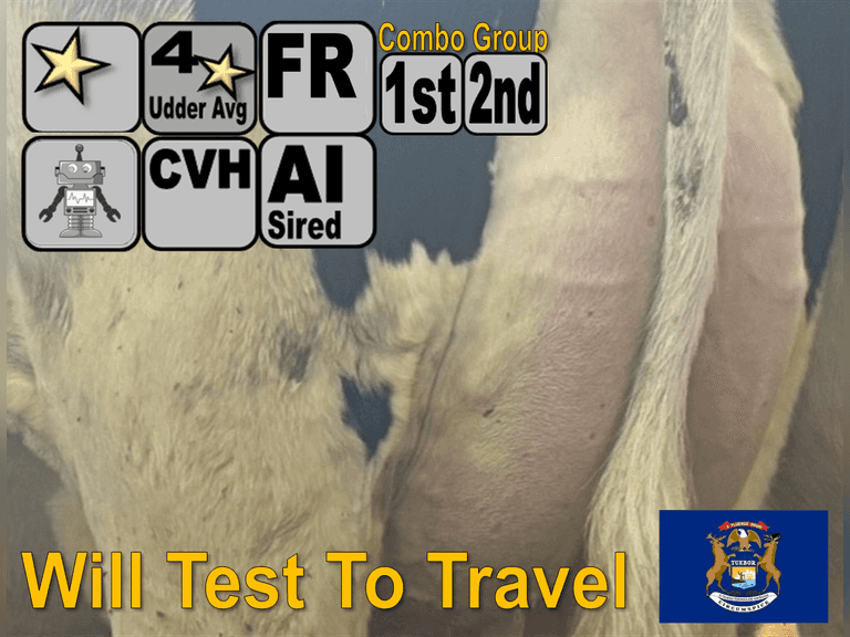 lact-combo-group-7-fresh-1st-lact-holstein-heifers-1-2nd-lact