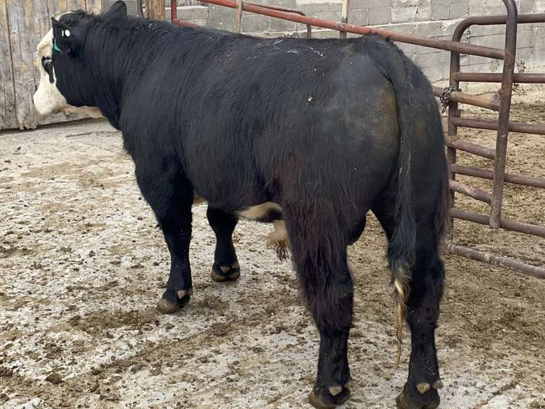 Simion Rottier (1) Simangu$ Bull | Medium Flesh, Est Weight 1300# | Rottier Farms ...