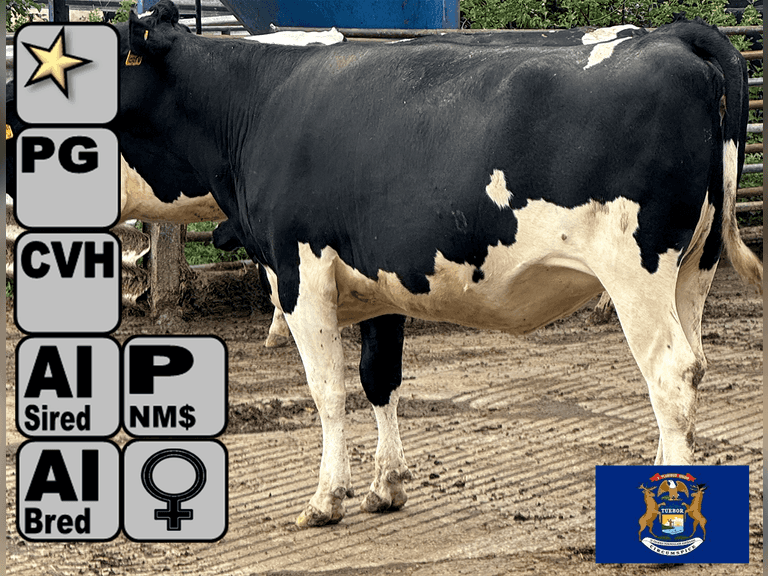 (20) Preg Holstein Heifers | Due 8-14 to 10-27, Avg 208 DCC | AI Bred - 50% Sexed Holstein & 50% Conv Holstein (Serv Sires Avg 737 NM$, Preg Avg 457 pNM$) | Medium+ Flesh, Est Weight 1300#-1400#, Group Avg 187 pNM$ | AI Sired -Sires Avg 607 NM$ | Dams 305me Avg 33227m 1294f 1063p 2358cfp | Headlock Trained, Sand Stalls, Complete Herd Health & Vaccinations |⭐GOLD STAR Herd - RHA 29537m 1222f 984p | Reid Dairy Farm Jeddo, MI| Load By 7-25-25 (Rep Chad Kreeger 517-294-3484 ) | SCION Heifer Calf Contract available for the current pregnancies, Call Chad Kreeger 517-294-3484 For Details 6715 6717 6725 6727 6731 6732 6735 6738 6740 6743 6749 6750 6751 6754 6755 6762 6763 6770 6774