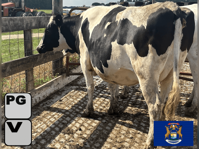 (3) Preg Holstein Heifers | Preg 7-8 Months to HB-Holstein | Medium Flesh, Est Weight 1500# |  Sand Stalls, Vaccinated (Boostered 6-25 Cattlemaster Gold FP 5L5 & Oneshot) | Mike Laier Alger, MI | Load by 7-11-25 (Rep Gabe Papoi 989-444-8275) | 11635 1138 1139